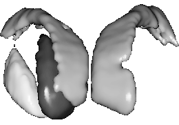 \hbox{\psfig{figure=../figures_98/theo_vue3Dnoyaux_a.ps,width=6cm}}